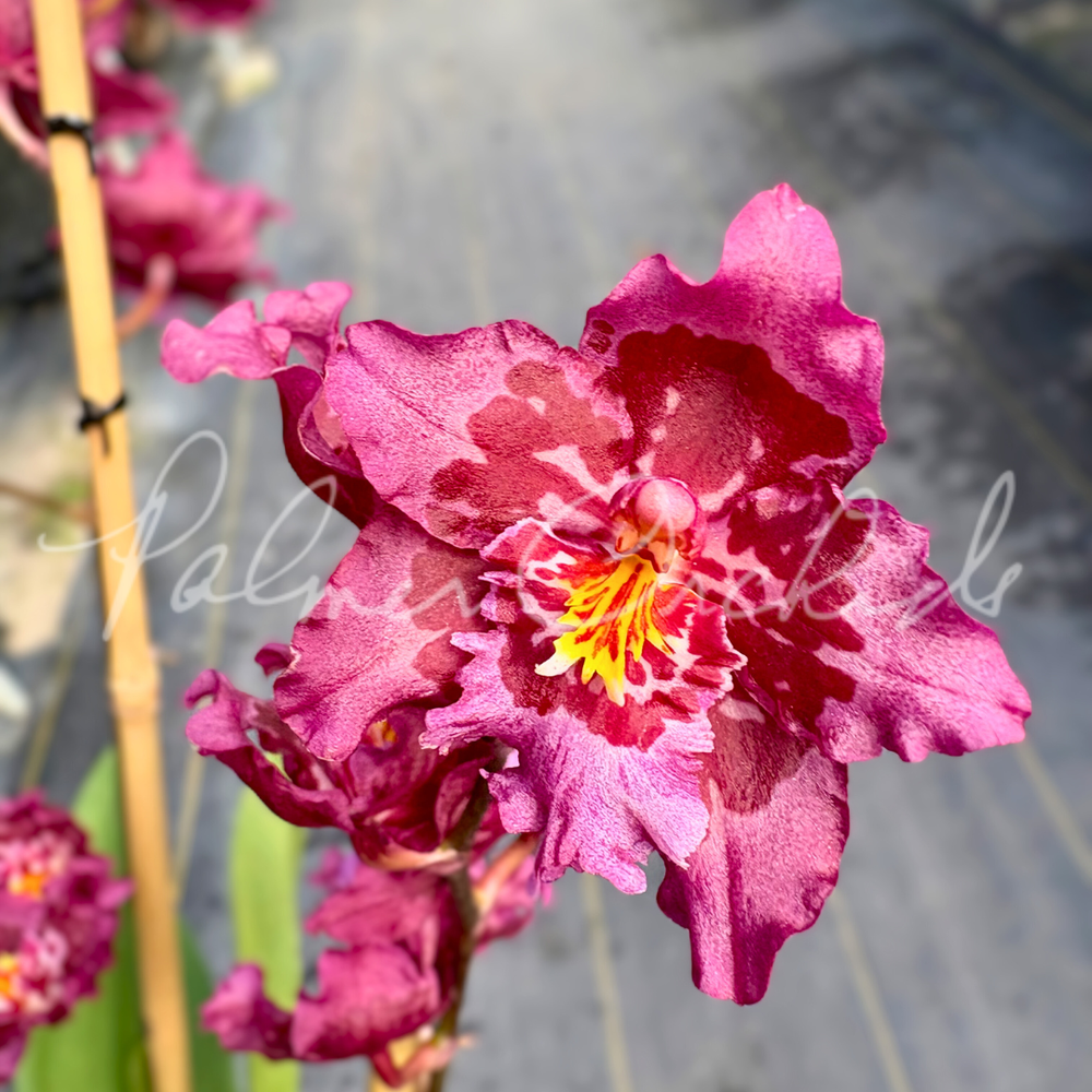 Onc. Lisa Devos — Palmer Orchids